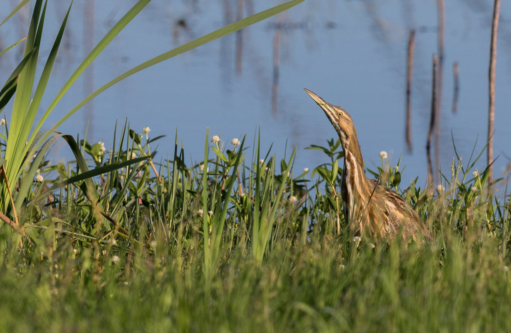 _IN Butor d'Amérique 2019-04 Anahuac-12.jpg