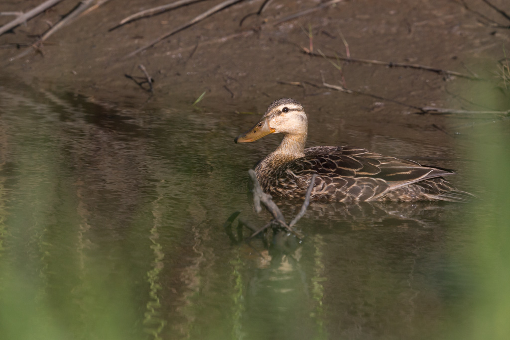 _IN Canard brun 2019-04 Anahuac-11.jpg