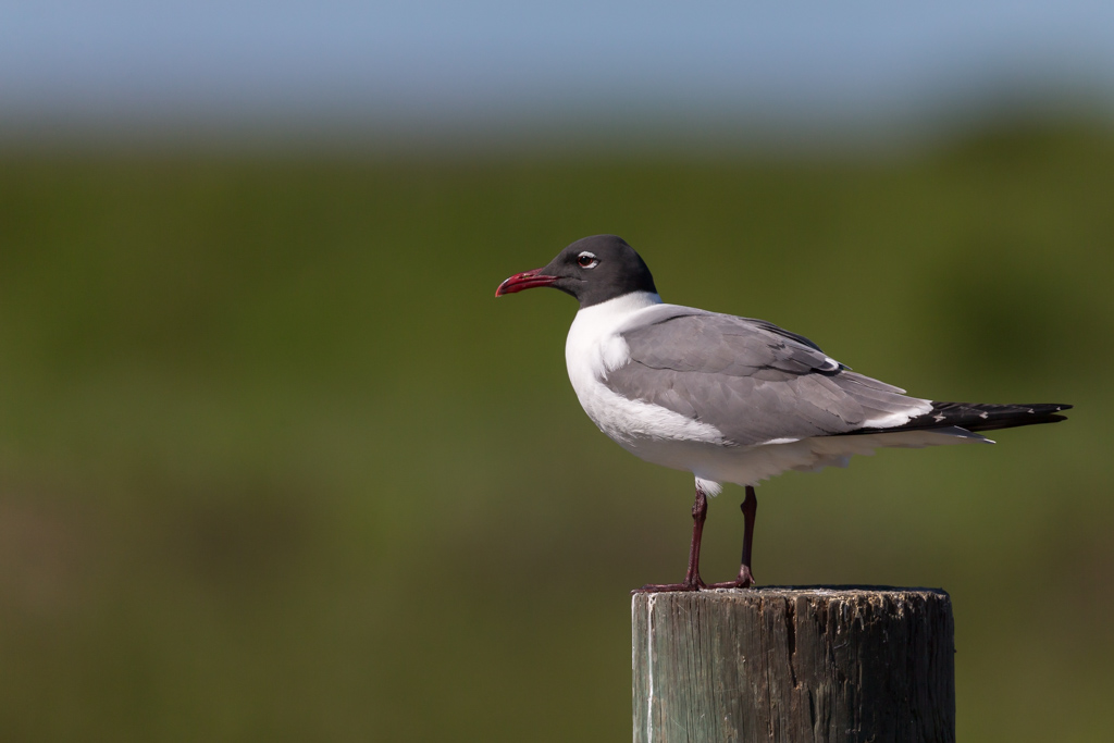 _INMouette atricille 2019-04 Anahuac-11.jpg