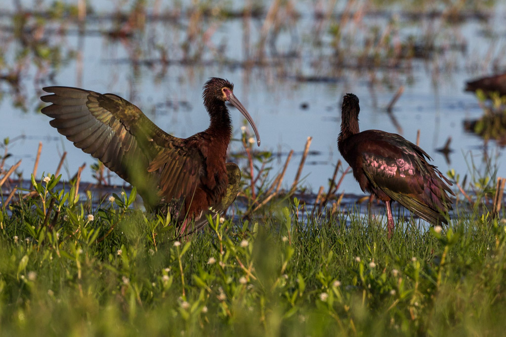 _IN Ibis à face blanche 2019-04 Anahuac-12.jpg