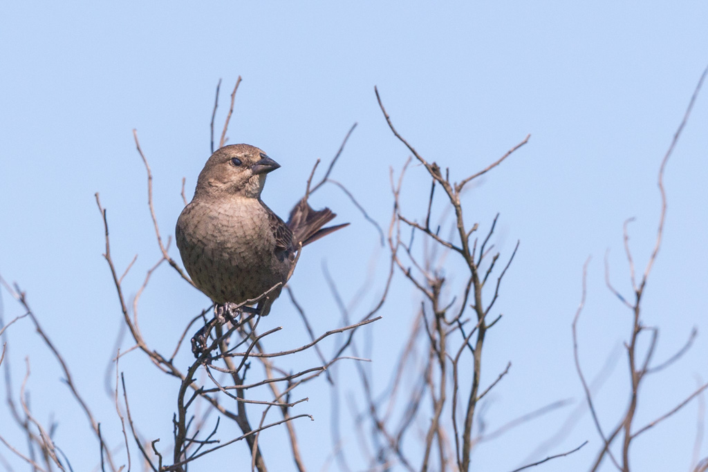 _IN Vacher à tête brune 2019-04 Anahuac-11.jpg