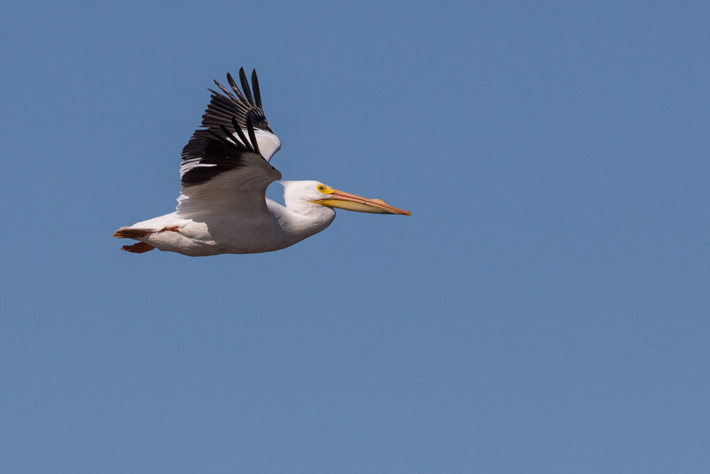 _IN Pélican d'Amérique 2019-04 Bolivar-12.jpg