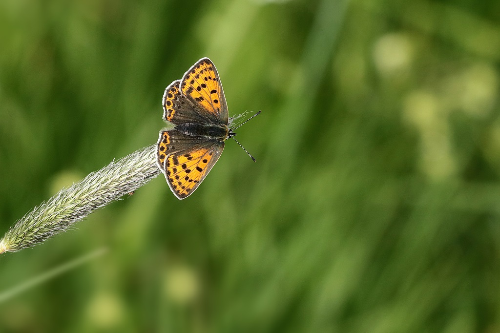 8 IMG_Lycaena.JPG