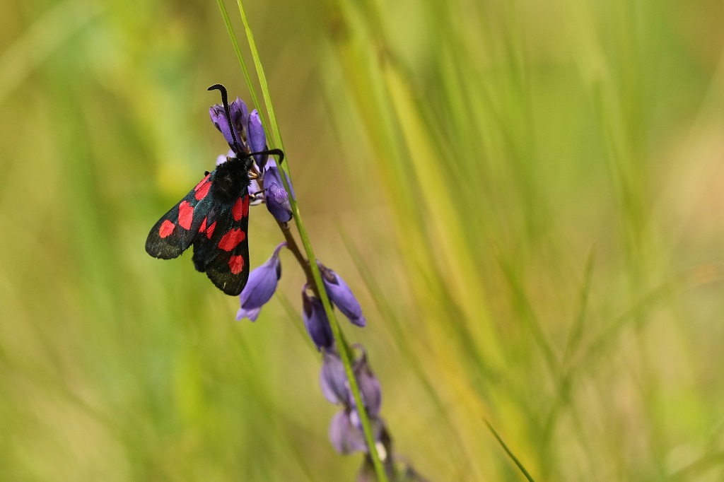 11 IMG_Zygaena.JPG