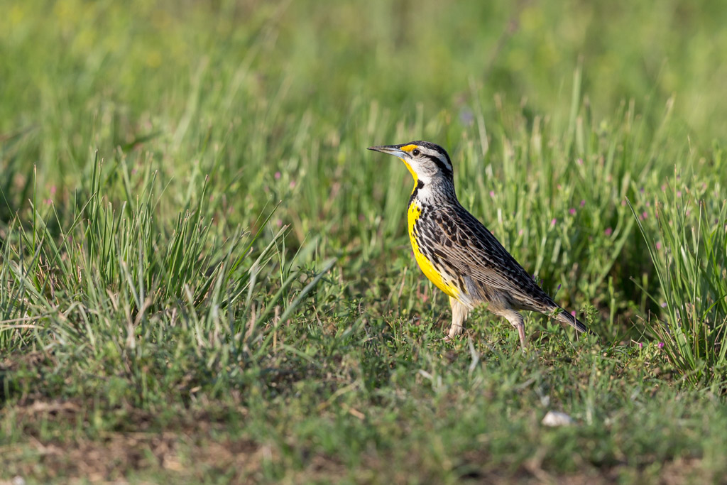 _IN Sturnelle des prés 2019-04 Fairview-12.jpg