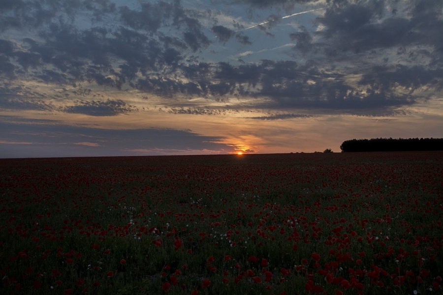 coquelocots et coucher de soleil 1000.jpg