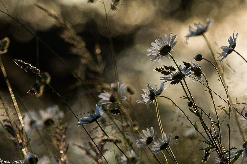 marguerites 06 2019.JPG