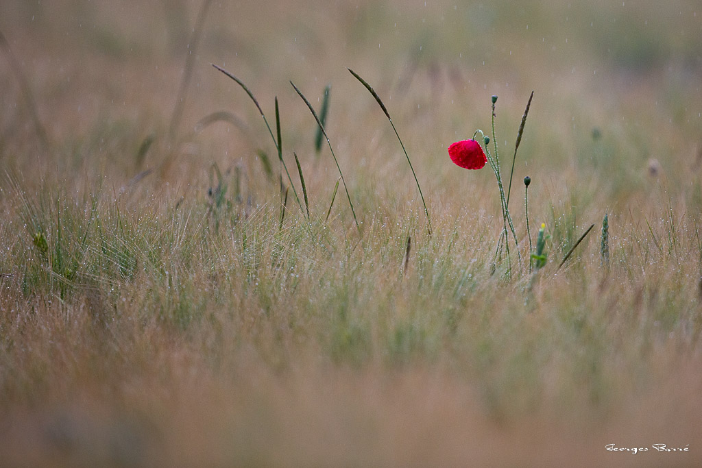 Coquelicot (Papaver rhoeas)-1.jpg