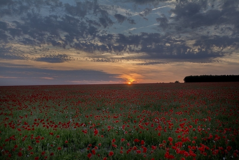 coquelocots et coucher de soleil coupé.jpg