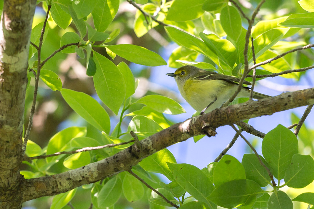 _IN Viréo aux yeux blancs 2019-04 Big Thicket.jpg