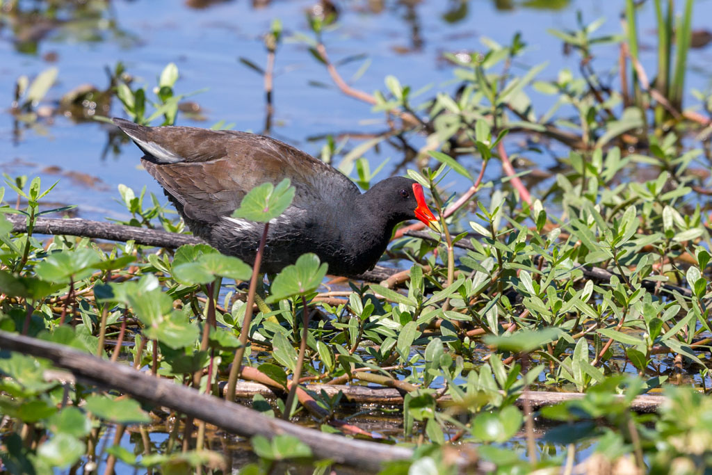 _IN Gallinule d Amérique 2019-04 Beaumont.jpg