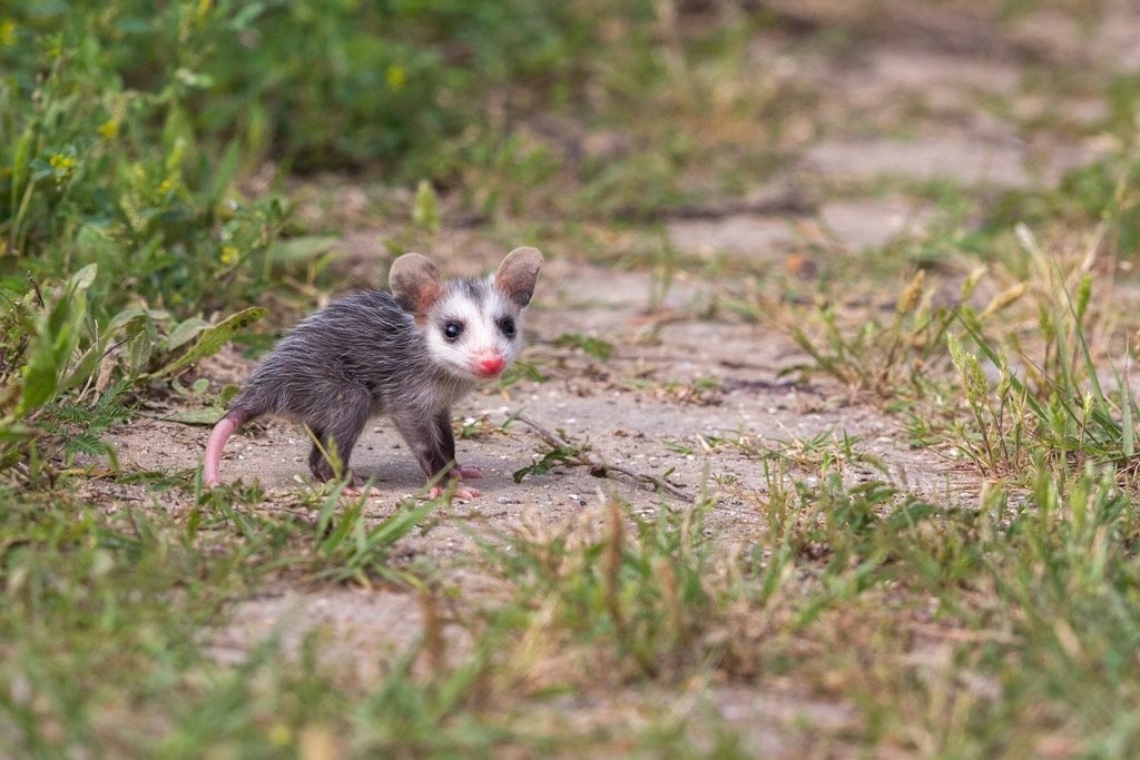 _IN Opossum de Virginie 2019-04 Rollover.jpg