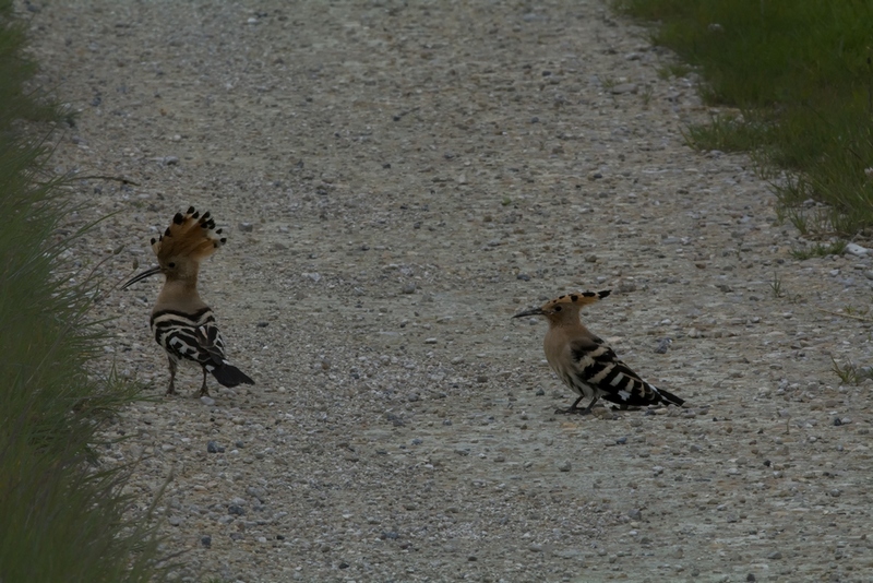 duo de huppes 1000.jpg1000.jpg