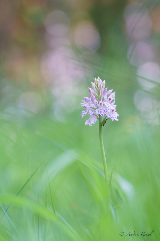 orchidées 4juin19.jpg