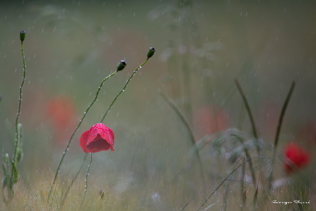 Coquelicot (Papaver rhoeas)-5.jpg