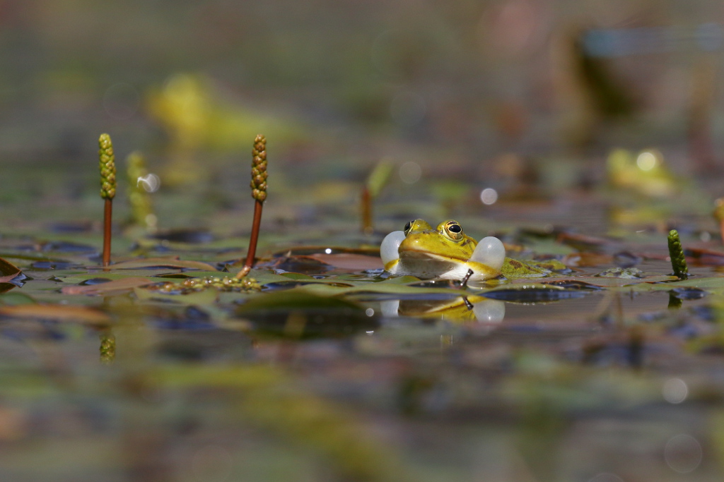 Grenouille verte 3 I&N.JPG