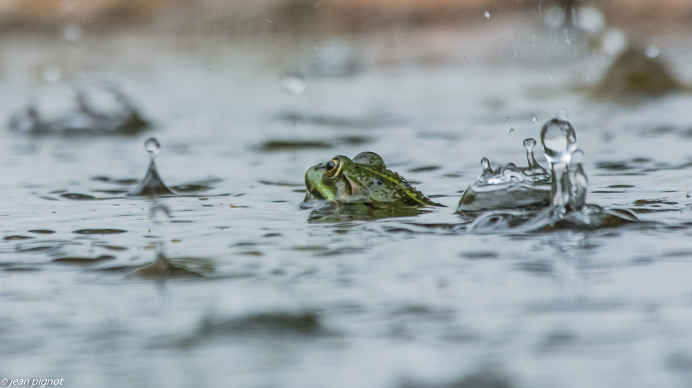 grenouille et la guoute 06 2019.JPG