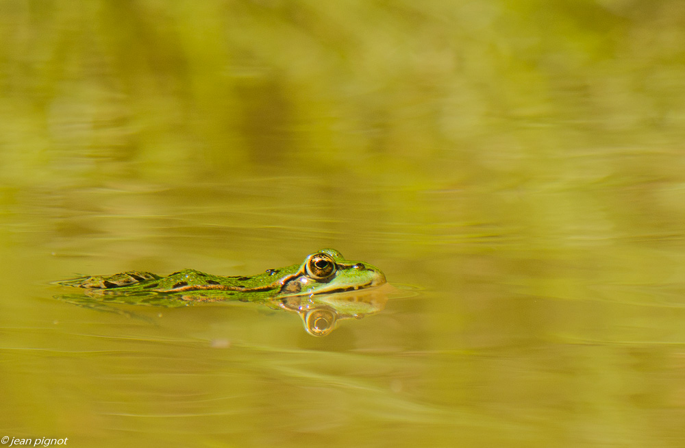 grenouille verte 06 2019-3.JPG