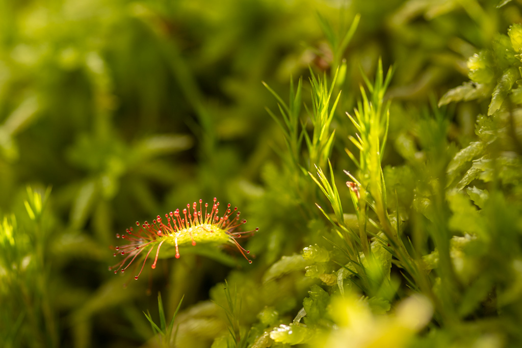 Drosera-rotundifolia.jpg