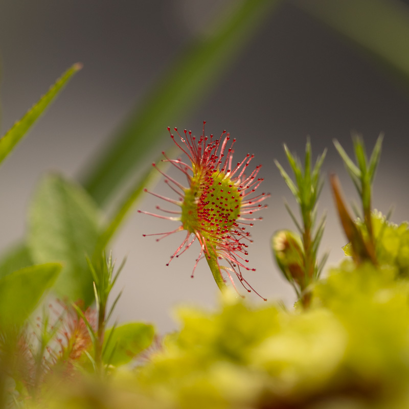 Drosera-rotundifolia02.jpg