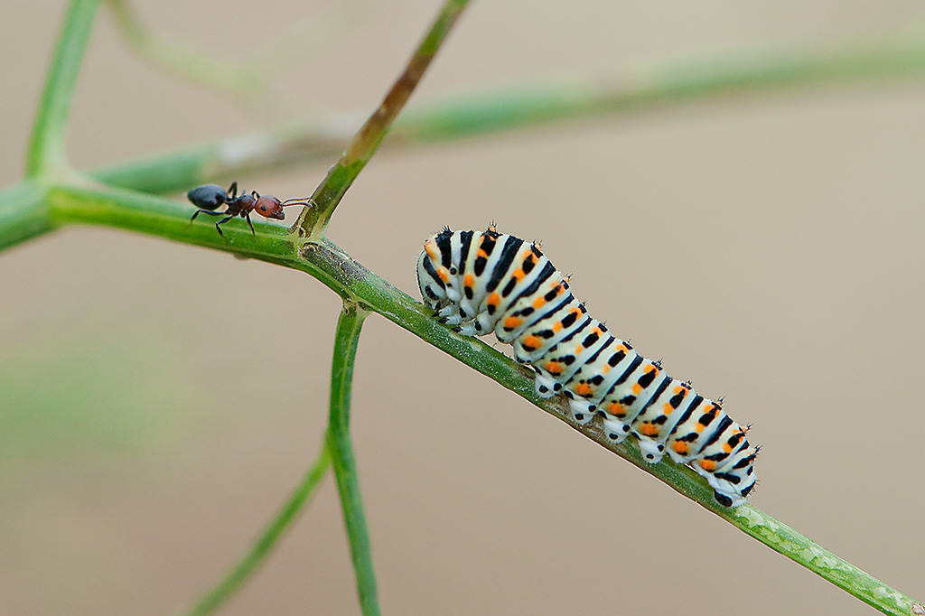 5-Machaon (chenille du...).jpg