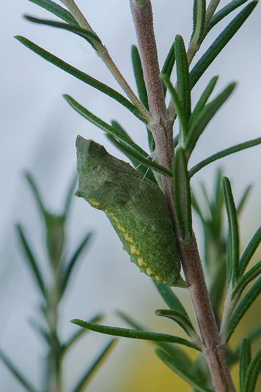 6-Chrysalide du machaon.jpg