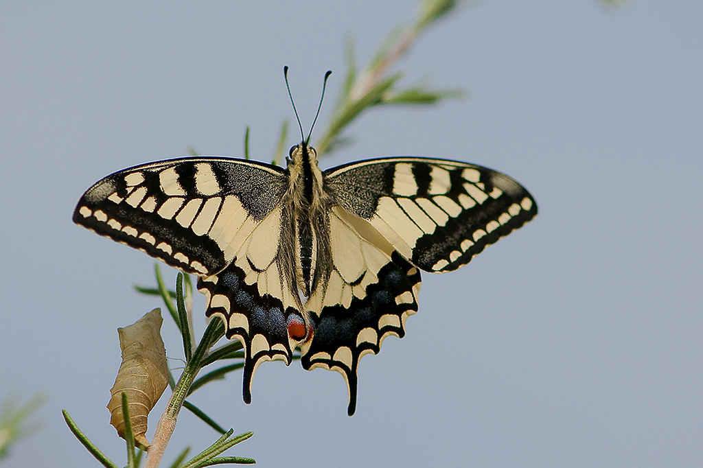 8-Machaon.jpg