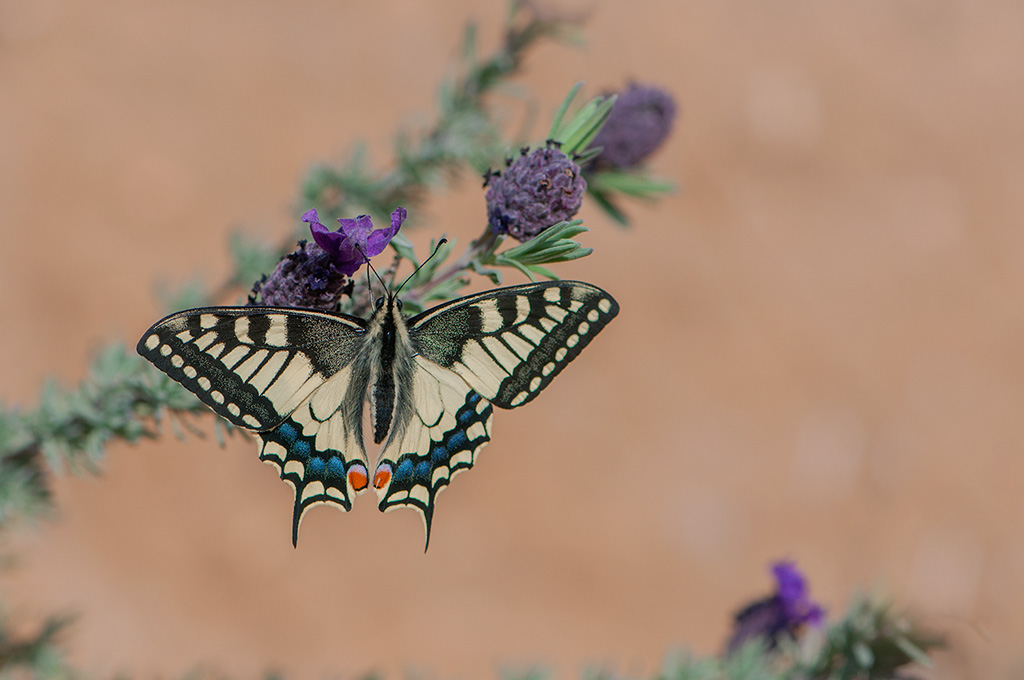 9-Machaon.jpg