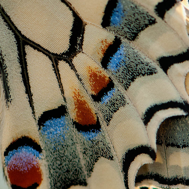 11-Aile de machaon.jpg