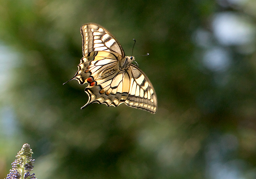 12-Machaon en vol.jpg