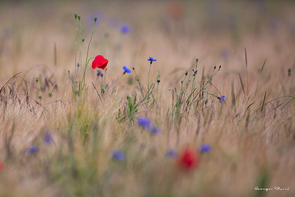 Coquelicot (Papaver rhoeas)-38.jpg