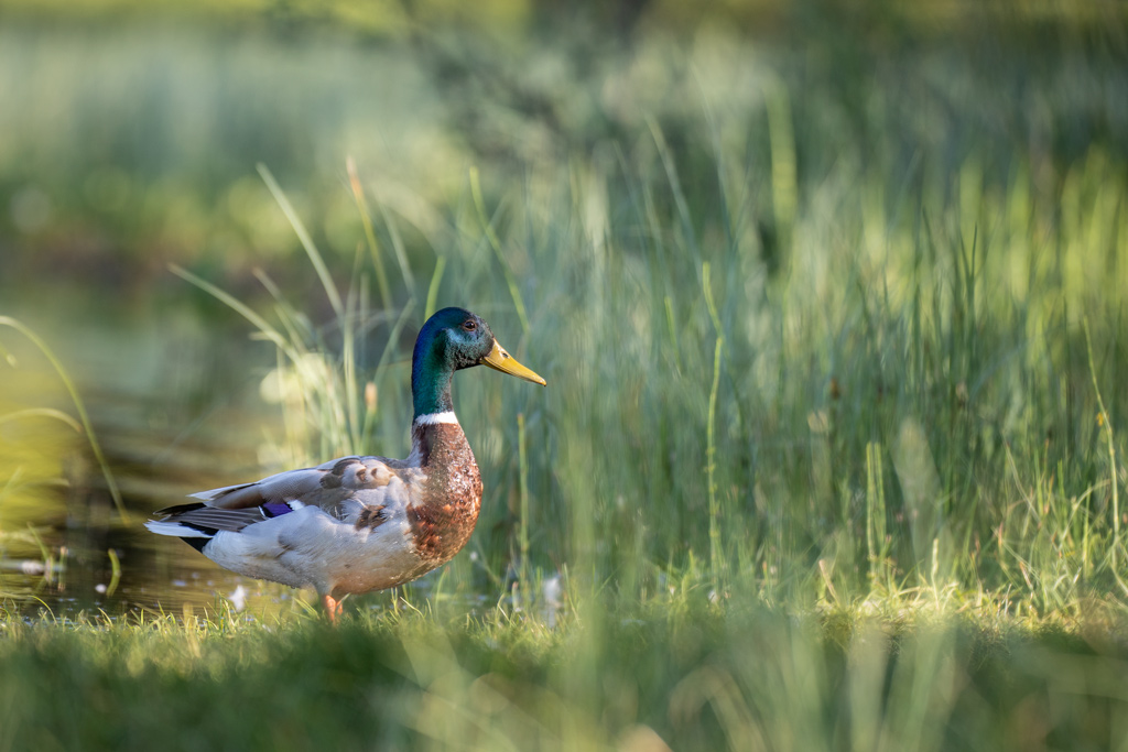 Monsieur-Colvert.jpg