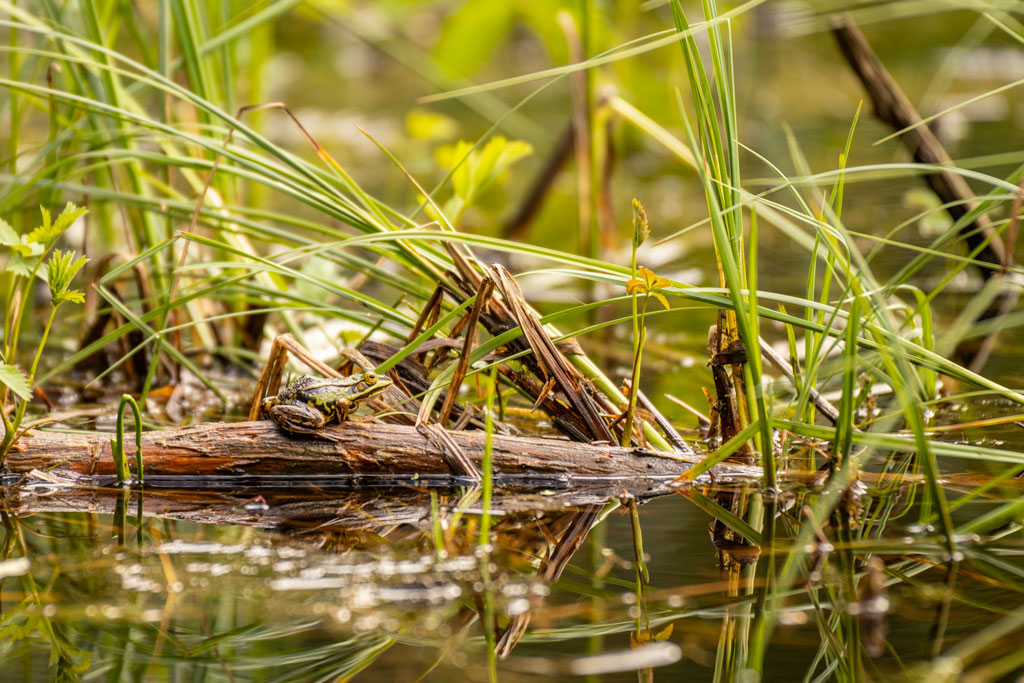 Grenouille-camouflage1.jpg