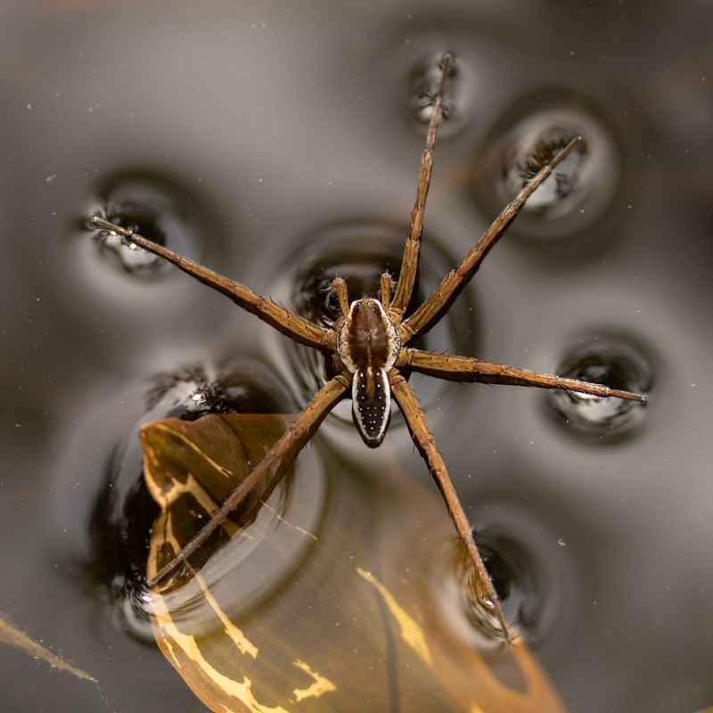 Araignée-d'eau.jpg