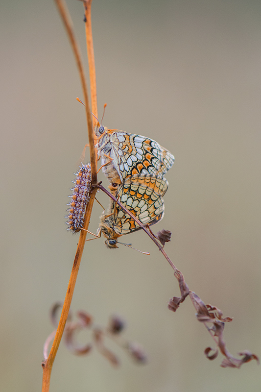 13-Mélitées orangées et chenille.jpg