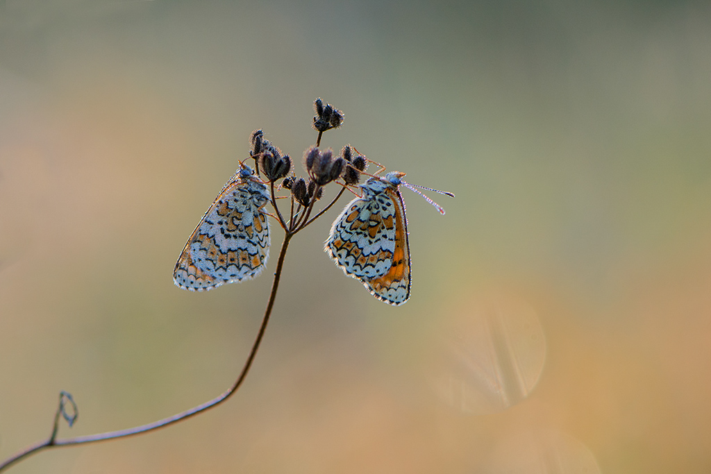 15-Les deux mélitées orangées.jpg