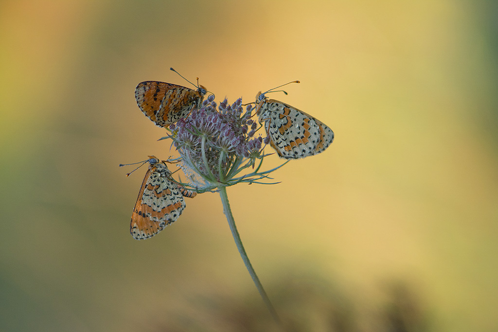 16-Mélitéee orangée (trio).jpg