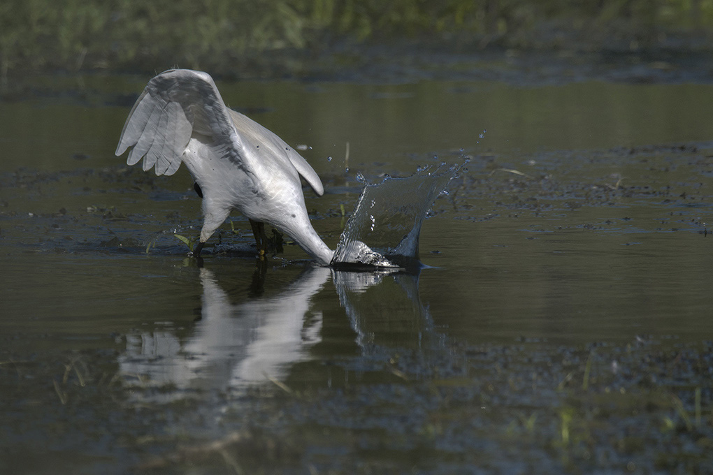 aigrette 1.jpg