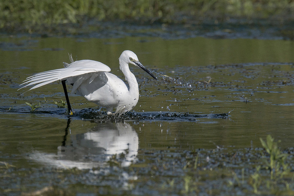 aigrette 2 1.jpg