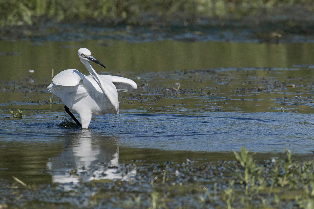 aigrette 3 1.jpg