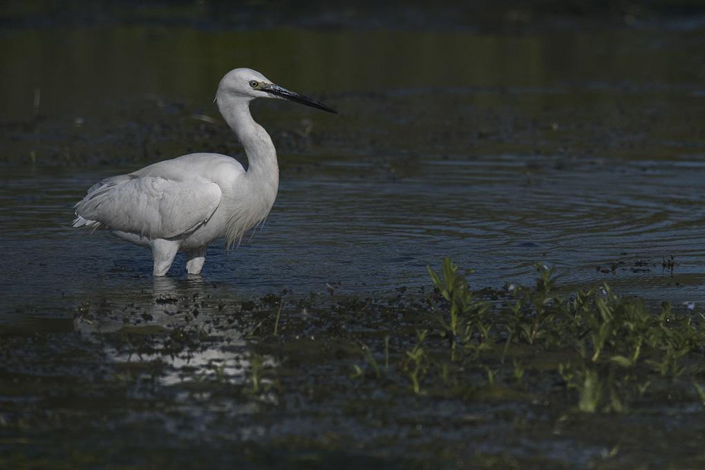 aigrette 5.jpg