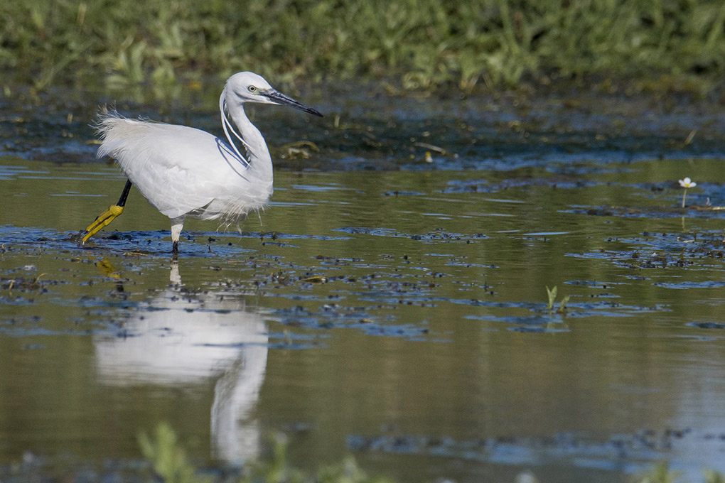 aigrette 6 1.jpg