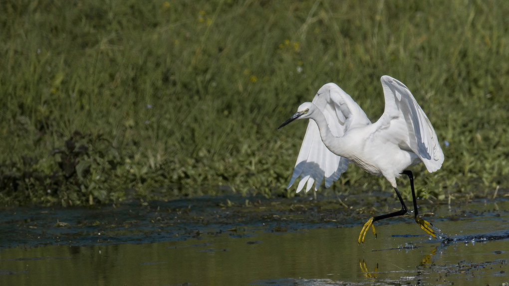 aigrette 8 1.jpg