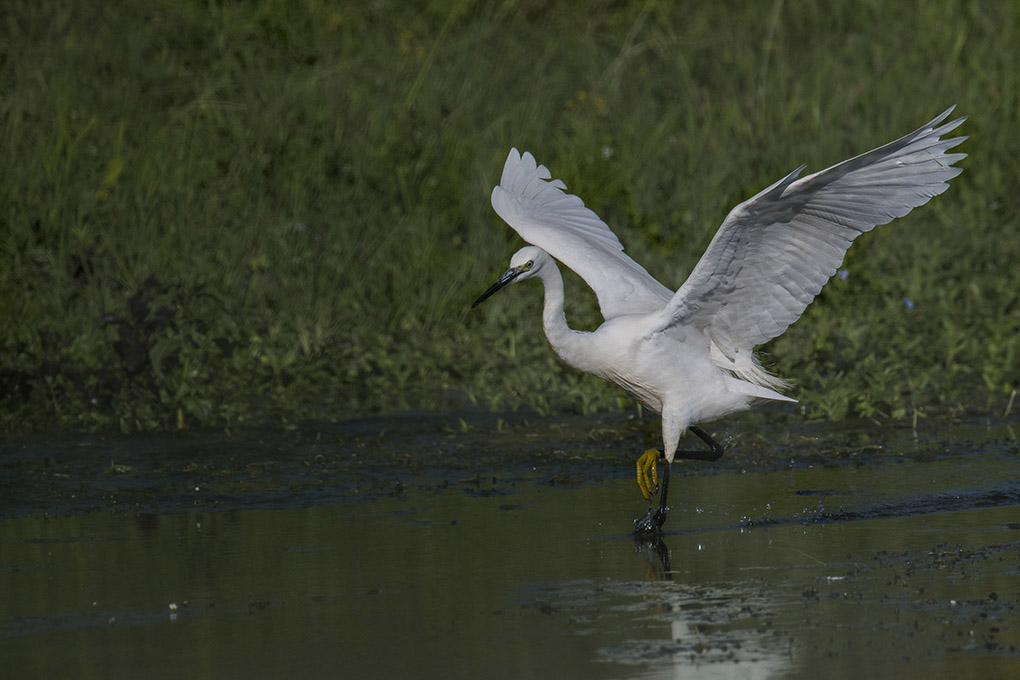 aigrette 9.jpg