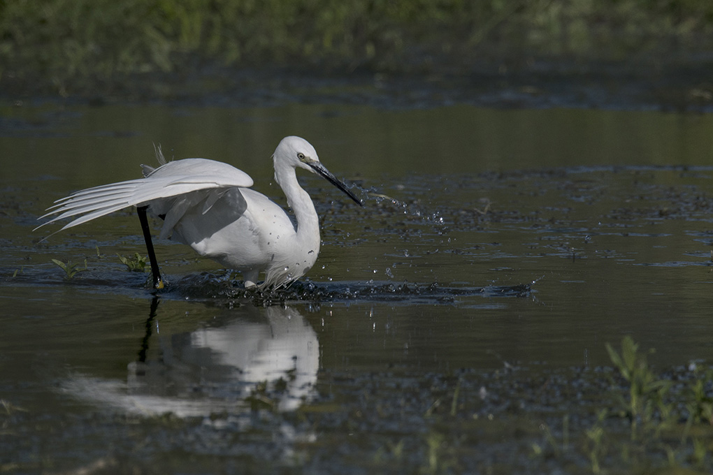 aigrette 2.jpg