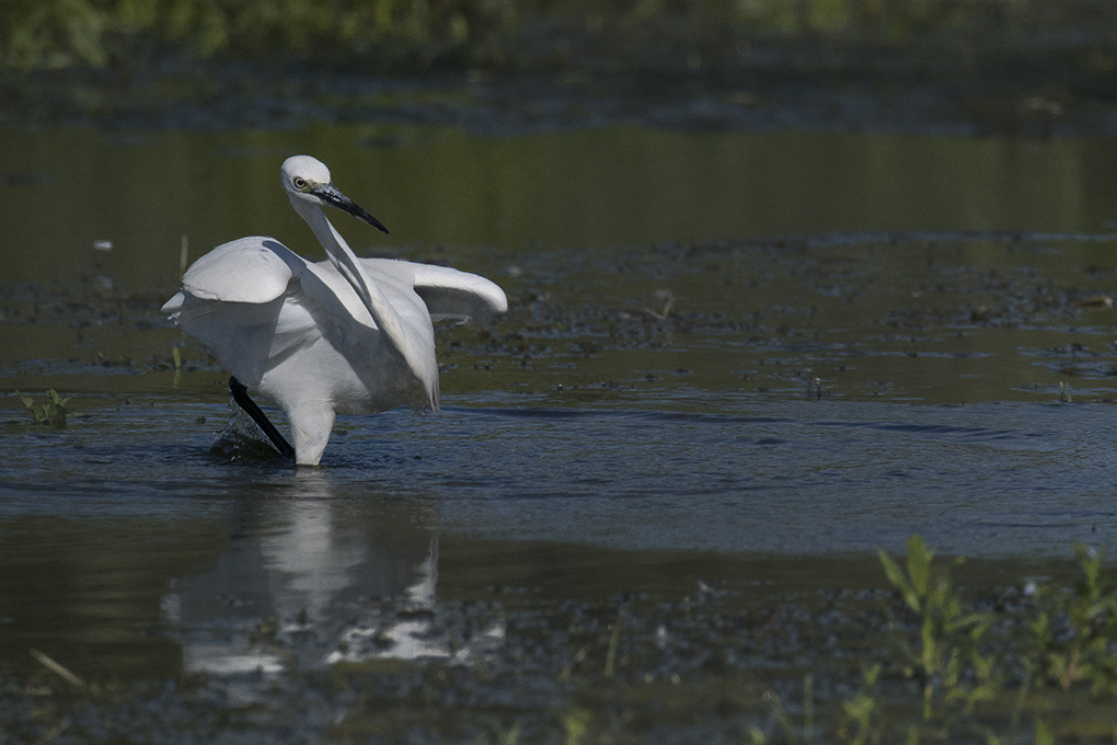 aigrette 3 0.jpg