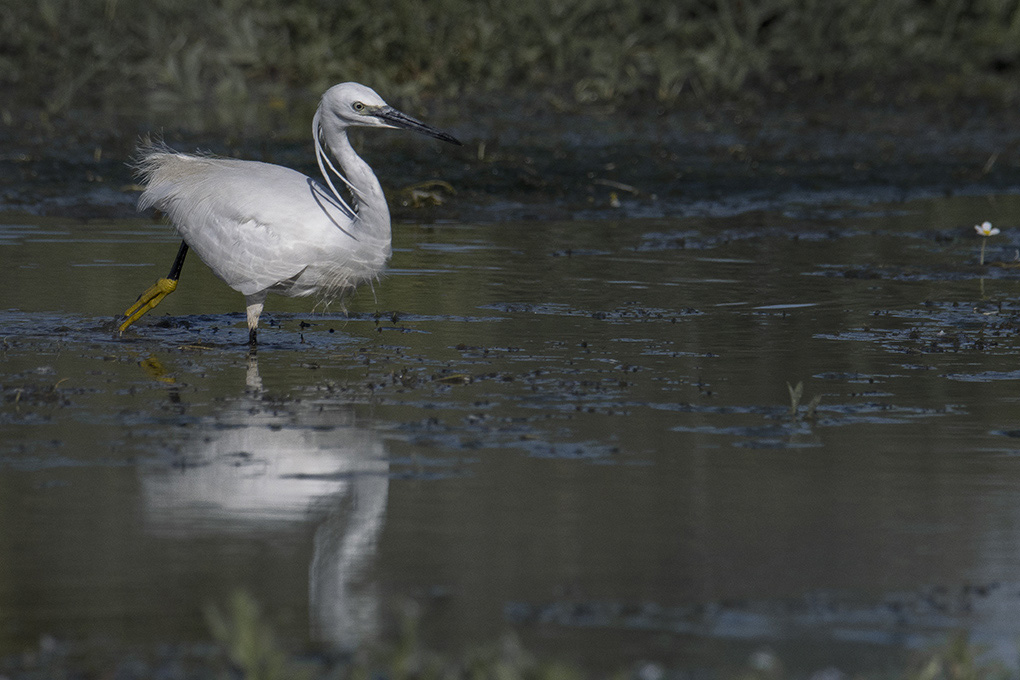 aigrette 6.jpg