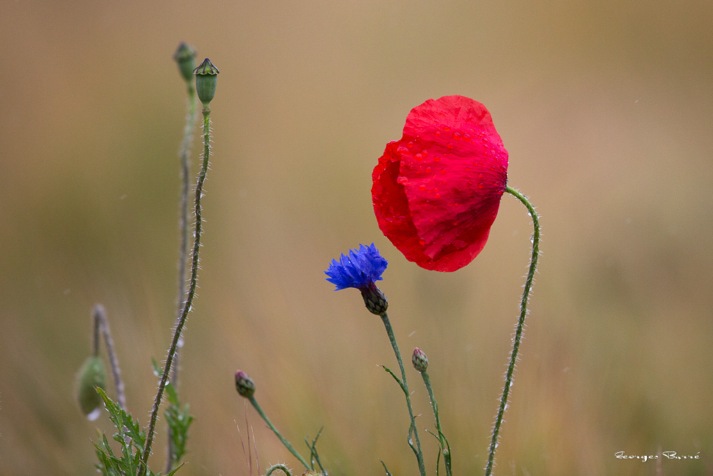 Coquelicot (Papaver rhoeas)-40.jpg