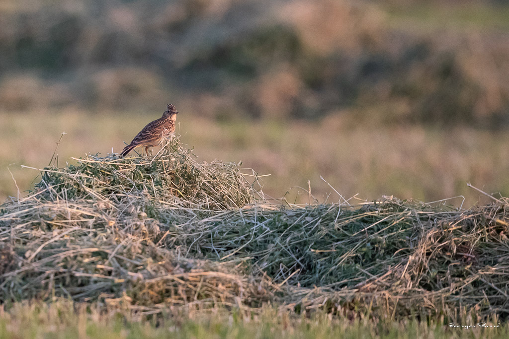 Alouette des champs (Alauda arvensis) Eurasian Skylark-1.jpg