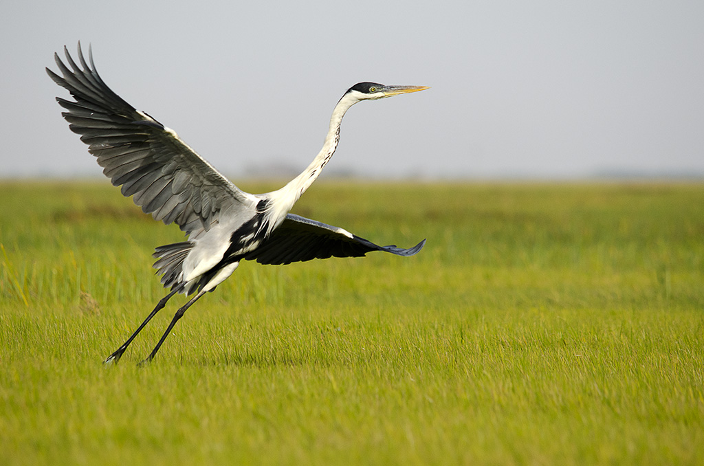 heron-1_DSC0148_277nikon.jpg